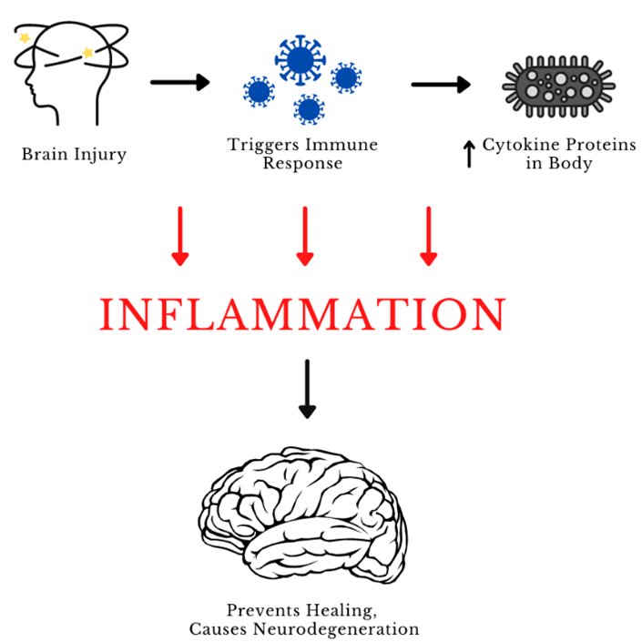 Traumatic brain injury (TBI) & Inflammation - Kondor Pharma